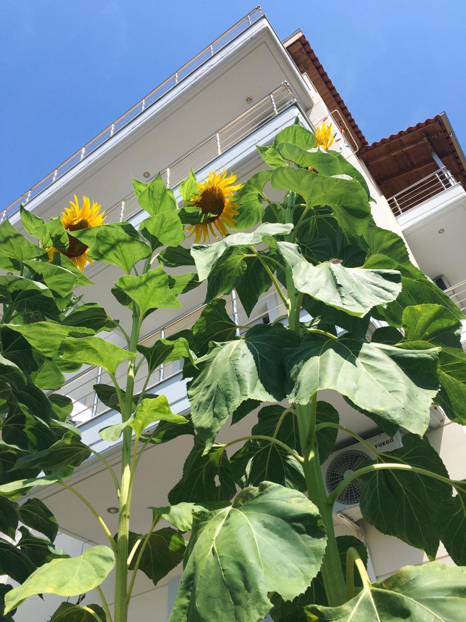 Sunflower Himara Luaran gambar